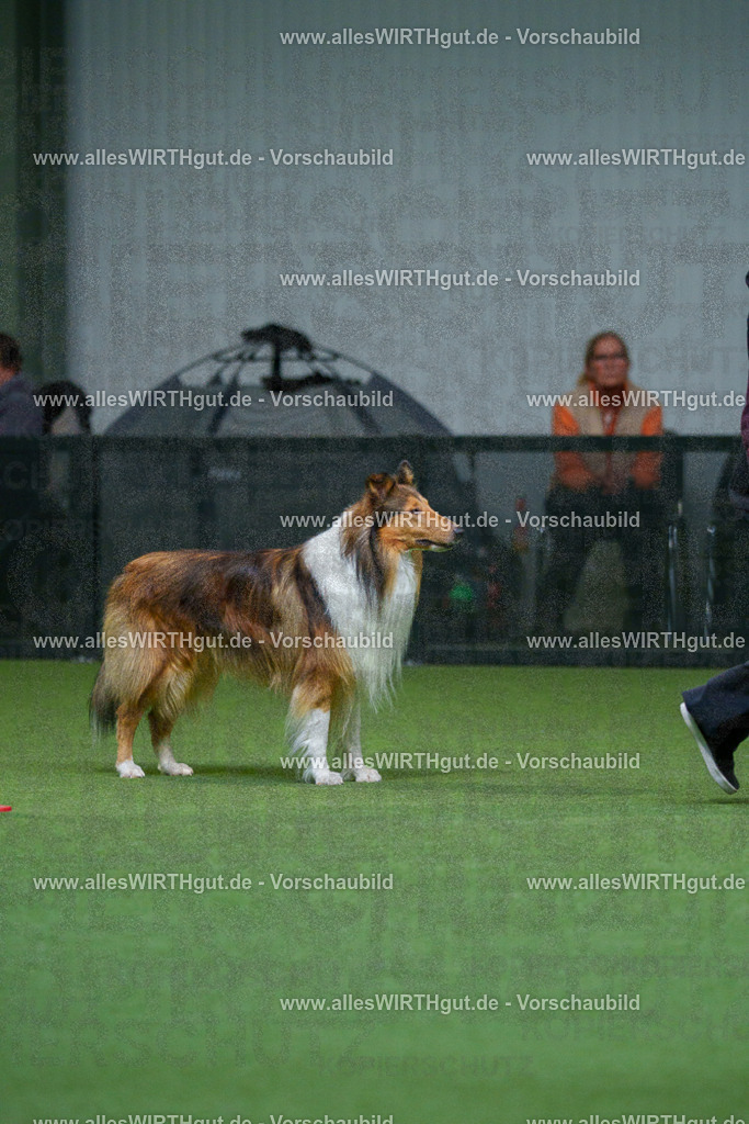 7R502157 | Professionelle Tierfotografie in Mönchengladbach von Daniel Wirth (allesWIRTHgut). Liebevolle & natürliche Bilder von Hunden & Katzen für unvergessliche Erinnerungen.