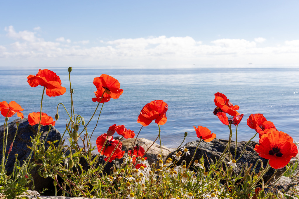 Wandbild: Mohnblumen an der Steilküste in Schönhagen | Dieses faszinierende Wandbild im Querformat zeigt leuchtend rote Mohnblumen, die an der schönen Steilküste in Schönhagen erblühen. Die prachtvollen Blumen im Vordergrund kontrastieren wunderbar mit dem ruhigen, blauen Meer und dem leicht bewölkten Himmel im Hintergrund. Die kräftigen Farben der Mohnblumen und das sanfte Blau des Meeres schaffen eine harmonische und beruhigende Atmosphäre.Das Kunstwerk ist in verschiedenen Formaten erhältlich, darunter Alu, Leinwand, Acrylglas, FineArt-Papier und als Akustikbild, sodass es perfekt in jeden Einrichtungsstil und Raum passt. - Realisiert mit Pictrs.com