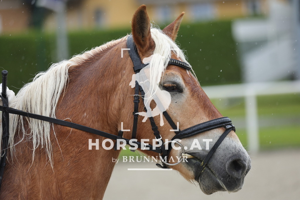 0P6A7580 | Willkommen bei Brunnmayr - Design & Fotografie – Ihrem Spezialisten für Reitturniere und Pferdeveranstaltungen in Oberösterreich, Salzburg und Bayern! Seit über 17 Jahren sind wir leidenschaftlich dabei.
