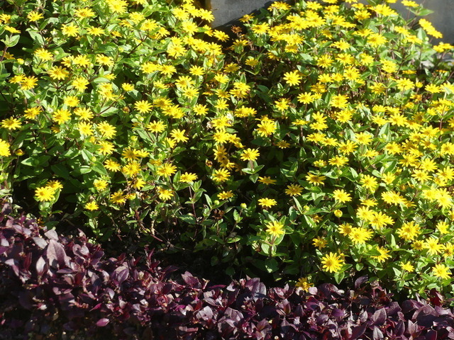 husarenknopf | Verkauf von Fotos und  Videoclips zumThema Natur.Motive sind Pflanzen, Tiere, Landschaftenund Wetter - Realisiert mit Pictrs.com