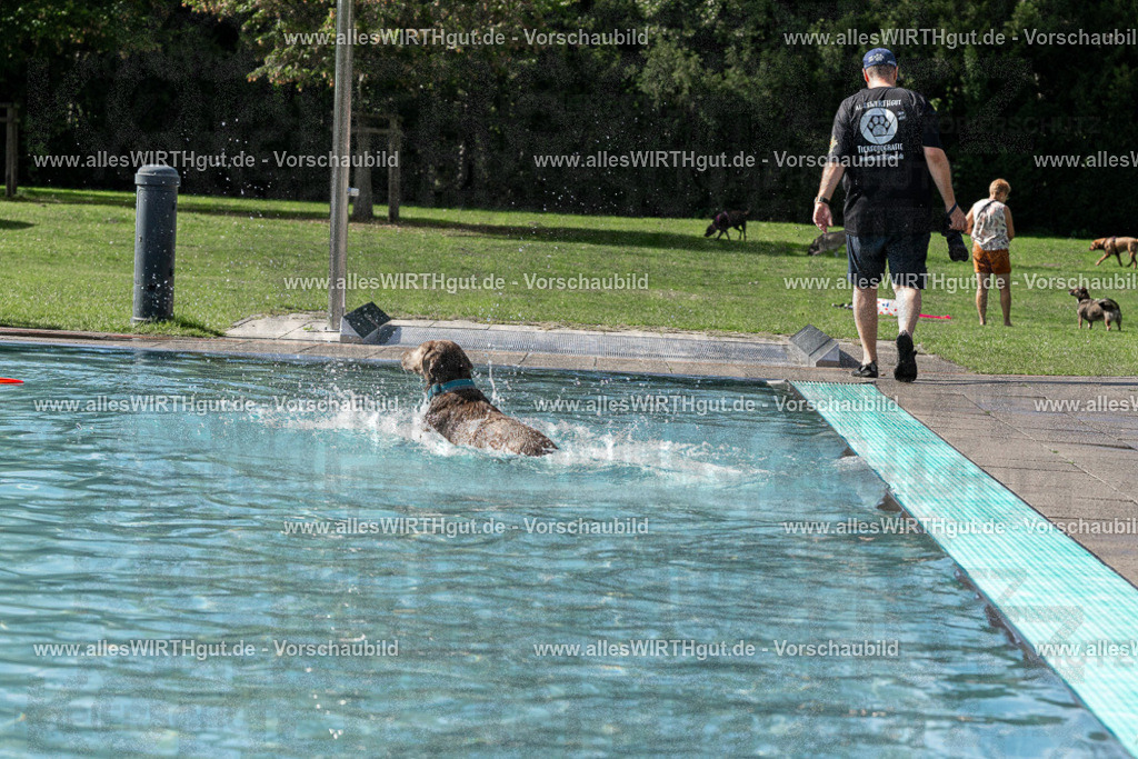Hundeschwimmen_Volksbad_2026-allesWIRTHgut_Tierfotografie-2609061532-FAY07261 | Professionelle Tierfotografie in Mönchengladbach von Daniel Wirth (allesWIRTHgut). Liebevolle & natürliche Bilder von Hunden & Katzen für unvergessliche Erinnerungen.