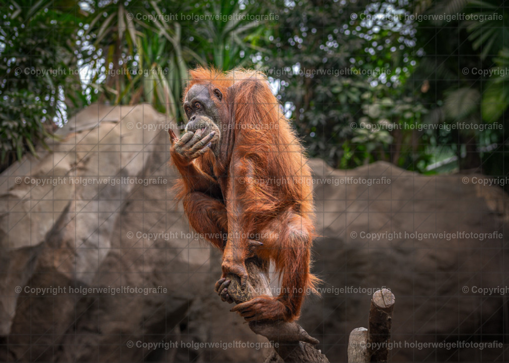 D75_9881-Verbessert-RR-2-Bearbeitet | Kaufen sie online außergewöhnliche Fotografien auf Leinwand Acrylglas Fotoprint Aludibond von holgerweigeltfotografie - Realisiert mit Pictrs.com