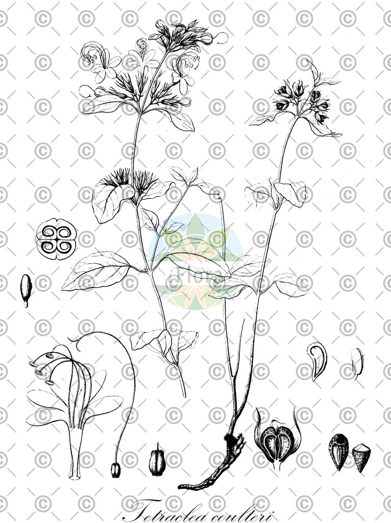 HistAbb_wfo-0001198509_1_ENZY_Simple | Historische Abbildung von Tetraclea coulteri - Lamiaceae | Historical Illustration of Tetraclea coulteri - Lamiaceae
