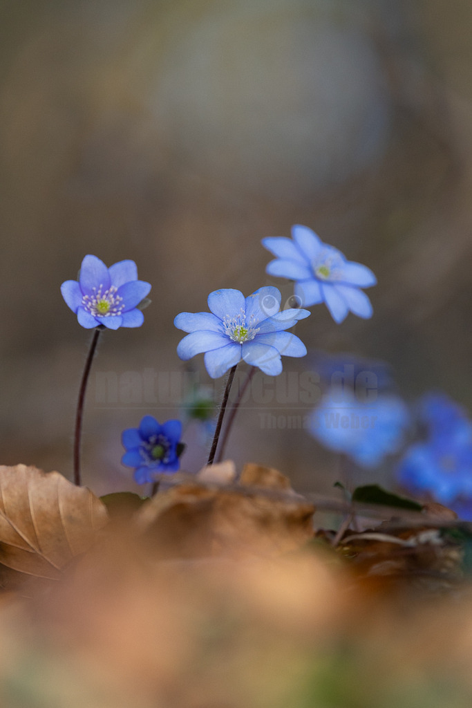 R6NF0285_20240303 | Das Bild zeigt eine Gruppe von Leberblümchen (Hepatica nobilis) in voller Blüte, die sich aus dem Waldboden erheben. Die leuchtend blauen Blüten mit ihren hellgrünen bis gelblichen Zentren bilden einen starken Kontrast zu den umgebenden, trockenen braunen Blättern, die den Boden bedecken. Einige Blüten sind scharf im Vordergrund zu sehen, während andere im Hintergrund sanft verschwommen sind, was eine geringe Tiefenschärfe erzeugt. Es sind keine spezifischen Interaktionen erkennbar. - Realisiert mit Pictrs.com