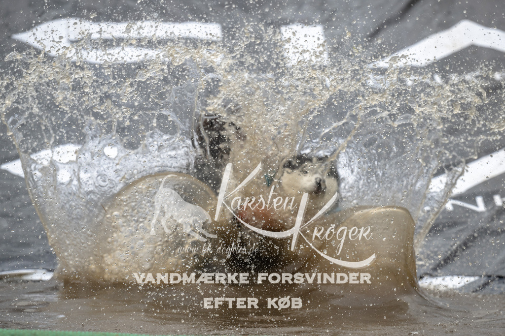 1558_ZZ91752 | kk-dogfotos