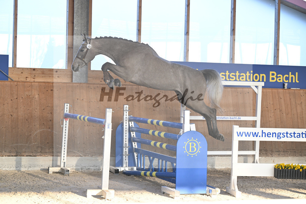 Kat-Nr. 40 Earendel PMZ v. Eldorado v d Zeshoek_Pobitzer_14262225 | hf-fotografie - Realizzato con Pictrs.com