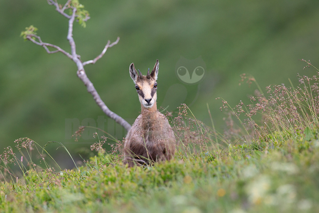 20130704180710 | Die Gemse ( Rupicapra rupicapra ) ist ein Huftier, das dank seiner aussergewöhnlichen Anpassungsfähigkeit den extremen Lebensbedingungen im Gebirge gewachsen ist. Die Gemse vereint auf eindrückliche Art Widerstandskraft, Gewandtheit und Robustheit. Während sie früher in die schwer zugänglichen Gebirgsmassive zurückgedrängt wurde, ist sie heute in Wäldern mittlerer Höhe und gar in tiefen Lagen stark verbreitet. - Realisiert mit Pictrs.com