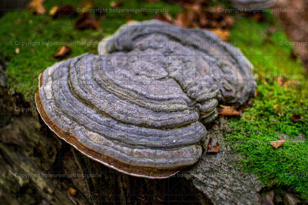 D75_6025 | Kaufen sie online außergewöhnliche Fotografien auf Leinwand Acrylglas Fotoprint Aludibond von holgerweigeltfotografie - Realized with Pictrs.com