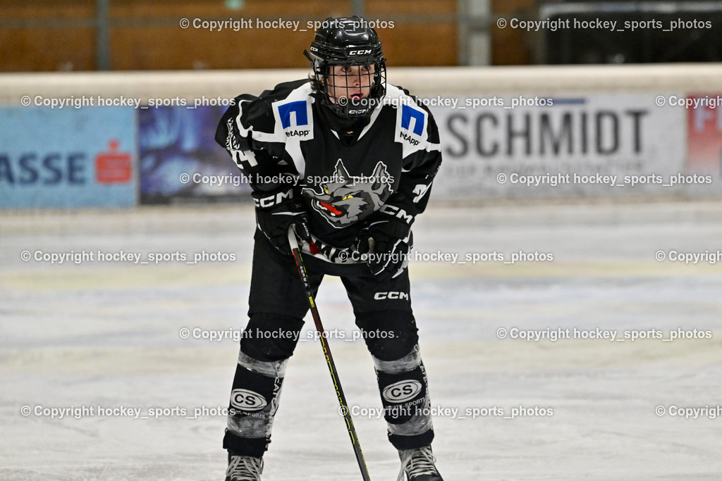 EC Tigers Paternion vs. Tarco Wölfe II | #24 Desenbekowitsch Nico Tarco Wölfe II, EC Tigers Paternion vs. Tarco Wölfe II, EC Tigers Paternion vs. Tarco Wölfe II am 19.12.2024 in Spittal an der Drau (Eissportzentrum Spittal), Austria, (Photo by Bernd Stefan)