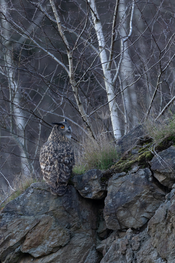 R6NF1742_20250305 | Der Uhu ist ein Standvogel, der bevorzugt in reich strukturierten Landschaften jagt. In Mitteleuropa brütet die Art vor allem in den Alpen sowie den Mittelgebirgen, daneben haben Uhus hier in den letzten Jahrzehnten aber auch das Flachland wieder besiedelt. Die Brutplätze finden sich vor allem in Felswänden und Steilhängen und in alten Greifvogelhorsten, seltener an Gebäuden oder auf dem Boden. - Realisiert mit Pictrs.com