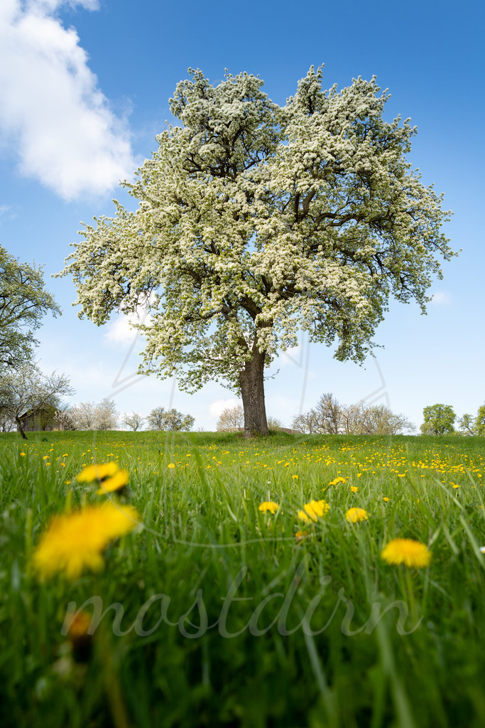 Birnbaumbluete_Mostviertel_best_Of_Mostdirn_Irmgard_Wieser-1068 | Ihre Fotografin im Lungau, ihre Fotografin im Mostviertel, Wandbilder Onlineshop, Imagefotos für Ihr Unternehmen,  - Realisiert mit Pictrs.com