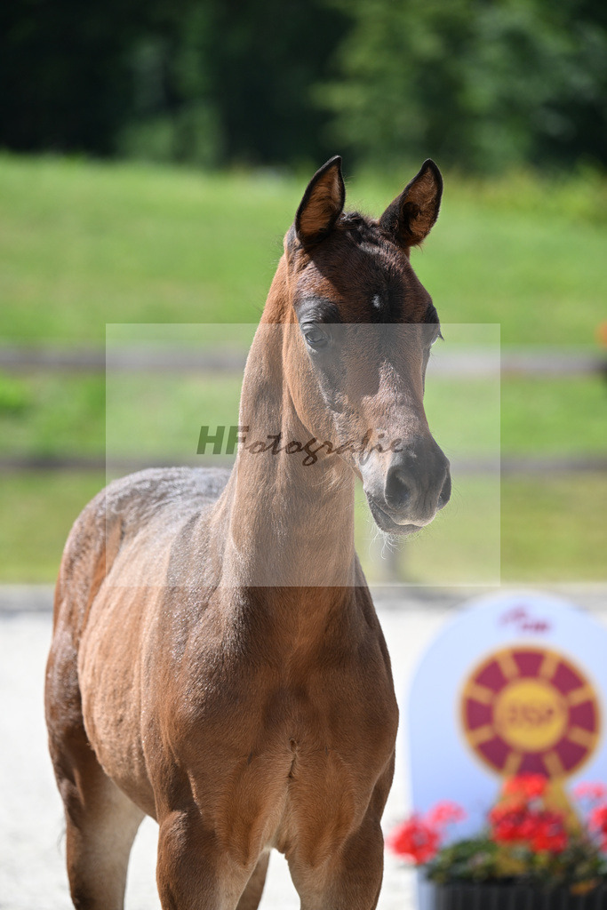 Kat-Nr. 42 Cadeau Noir x Locksley III_HF_Haberl_15251112 | hf-fotografie - Realizzato con Pictrs.com