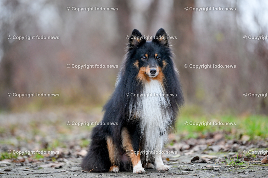 Hund_ Hunde_ Freilaufzone_ 13.12.2024-14 | 13.12.2024, Linz, AUT, Hund, Hunde, Themenbild, im Bild Hund, Hunde, spazieren, Wald, Weg, Wiese, laufen, Freilaufzone, Spazierweg, Arrigo, spielen, laufen