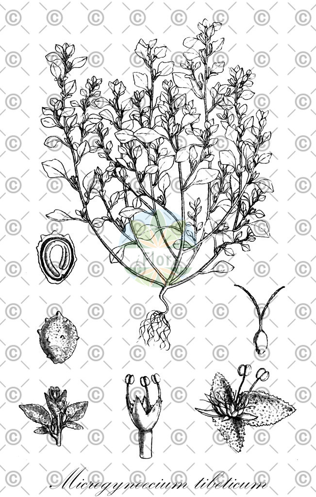 HistAbb_wfo-0001124649_1_SIMPLE | Historische Abbildung von Microgynoecium tibeticum - Amaranthaceae | Historical Illustration of Microgynoecium tibeticum - Amaranthaceae