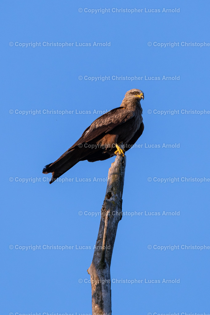 20210727-_DSC8842 | bildkomponist - Realisiert mit Pictrs.com