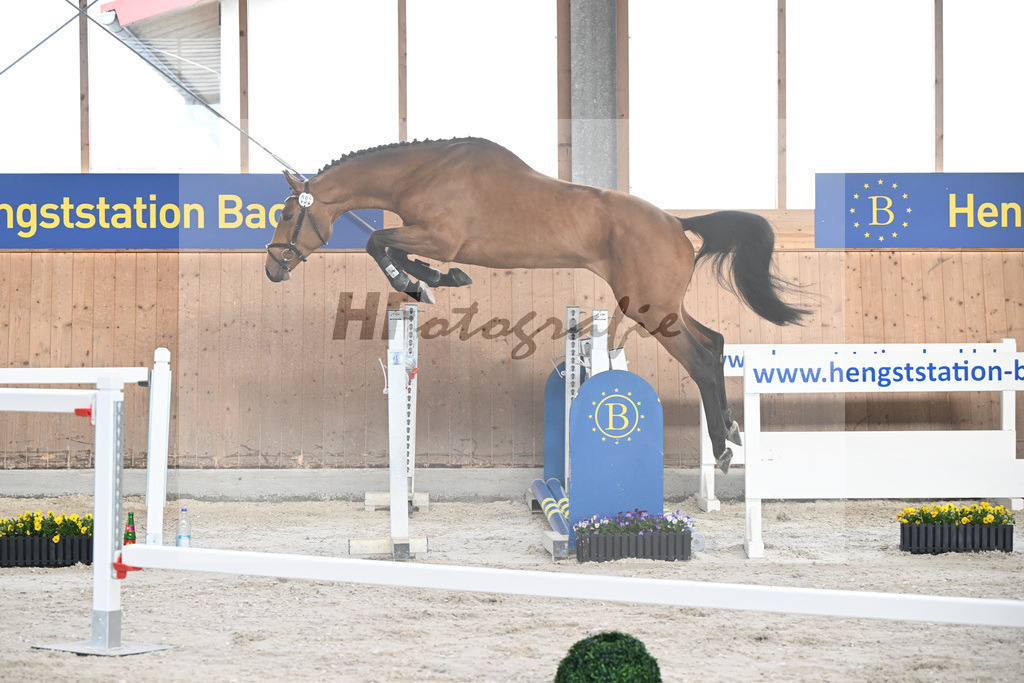 Kat-Nr. 92 C-Simba v. Camargo_Juenger GbR_5250597 | hf-fotografie - Realisiert mit Pictrs.com