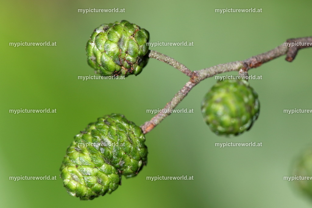 Schwarz-Erle-016 | Das Bilderarchiv über Tiere, Planzen und Landschaften. In der Bilddatenbank finden Sie ein große Auswahl an hochwertigen Bilder für Ihre Werbung - Realisiert mit Pictrs.com