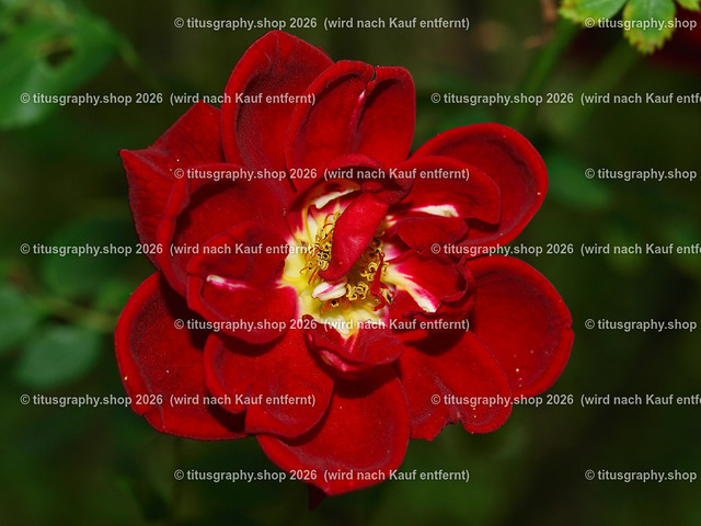 titusgraphy-P6080482_var-109 | Fotokunstarbeit aus der INSTAGRAM-Gallerie auf titusgraphy.eu - Realisiert mit Pictrs.com