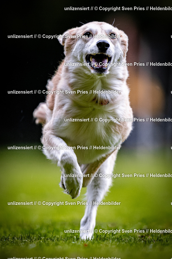 Sven Pries | 2025-10-03 - Hunderennen Obergrombach - Realisiert mit Pictrs.com