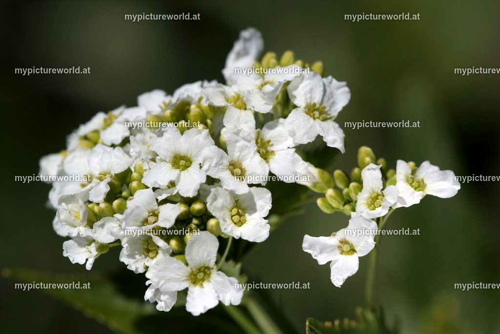 Meerrettich-004 | Das Bilderarchiv über Tiere, Planzen und Landschaften. In der Bilddatenbank finden Sie ein große Auswahl an hochwertigen Bilder für Ihre Werbung - Realisiert mit Pictrs.com