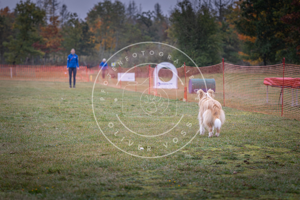 Pfotenfotografie_DV3A8723 | Hundefotografie, Tierfotograf, Pfotenfotografie, Fotoshooting Hund, Hunde Portrait, Hundesport, Hundeportraits, Heideshooting, Hunde, Sportfotograf, Hundefotograf, Turnierhundsport, THS,  - Realisiert mit Pictrs.com