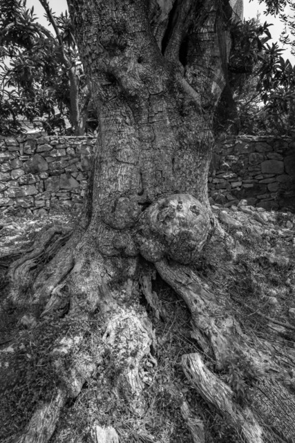 Olive Baum / Olea europaea, Olivia / Olive tree | Kreative Fotografie von Fotoloft-MaciejRusinek aus Frankfurt am Main. Große Motivauswahl in individuell ausgewählten Formaten auf unterschiedlichen Materialien. Bestellen bequem online.
Preise sind variable, je nach Material und Größe. 
 - Realisiert mit Pictrs.com