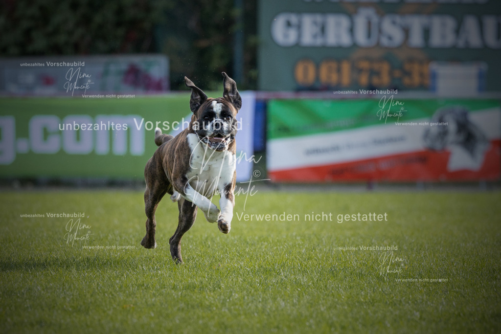 _16A6473-12 | Einzigartige Fotos von Hunden & Menschen –Actionfotos, Portraits, Vereinsaufnahmen & Paarshootings – authentisch, lebendig & mit Herz.