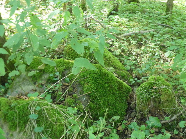 Erlenbruchwald Krümmetal 1 | Verkauf von Fotos und  Videoclips zumThema Natur.Motive sind Pflanzen, Tiere, Landschaftenund Wetter - Realisiert mit Pictrs.com