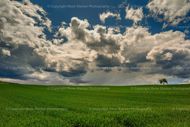 NZ6_6092 | Hochzeiten, Familien, Paare, Portraits, Kinder, Shooting, Bad-Neuenahr, Ahrweiler, Bonn, Meckenheim, Fotograf, Grafschaft - Realisiert mit Pictrs.com
