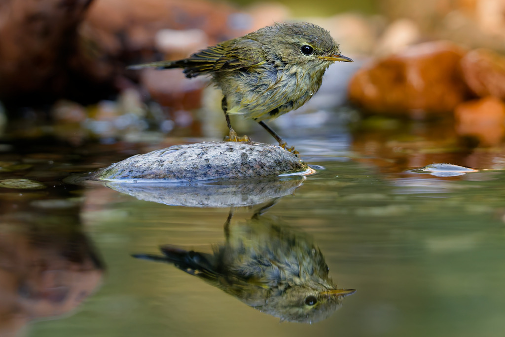 Zilpzalp am Wasser mit perfekter Wasserspiegelung | Eine tief fokussierte und stimmungsvolle Nahaufnahme eines kleinen Singvogels, möglicherweise ein junger Zilpzalp oder Laubsänger, der auf einem nassen Stein in seichtem Wasser steht. Der Vogel wirkt etwas nass oder unordentlich im Gefieder, was auf ein kürzliches Bad oder Trinken hindeutet. Der absolute Blickfang des Bildes ist die perfekte Spiegelung des Vogels auf der glatten Oberfläche des Wassers, die eine faszinierende Symmetrie erzeugt. Das warme, gedämpfte Farbschema aus erdigen Braun-, Grün- und Ockertönen des Hintergrunds (unscharfe Steine und Laub) und des Wassers schafft eine natürliche und ruhige Atmosphäre. Dieses Foto ist ideal für Themen wie Wildtier-Porträts, Gartenleben, Vögel am Teich und Spiegelungen in der Naturfotografie.