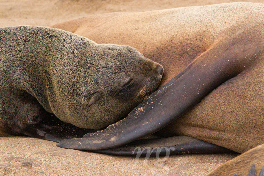 sleeping baby fur seal | sleeping Brown fur seal baby at Cape Cross, Namibia - Realisiert mit Pictrs.com