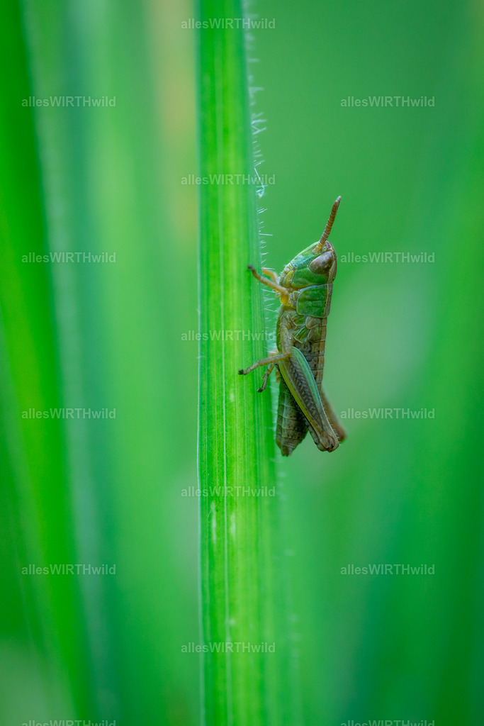 Ich sehe dich_ | Entdecke die faszinierende Welt der Natur- und Wildlife-Fotografie von Daniel und Bärbel. Inspirierende Bilder von wilden Tieren und kleinen Naturwundern.