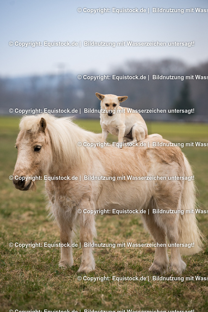 20150322_TOMsPiC_0075 | equistock