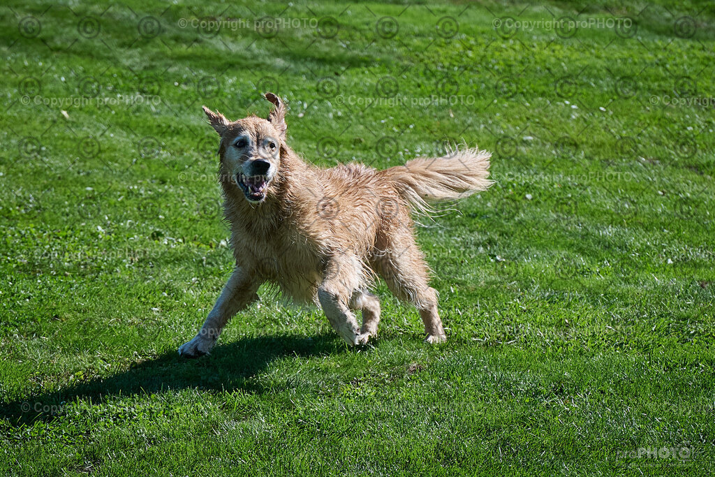 052_202509_4Hundebadetag_NZ9_2238 | proPHOTO - Realisiert mit Pictrs.com