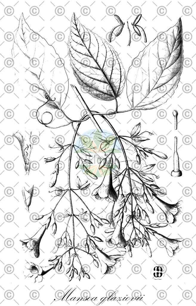 HistAbb_EMP_124082_3_FloraD_Simple | Historische Abbildung von Mansoa glaziovii - Bignoniaceae | Historical Illustration of Mansoa glaziovii - Bignoniaceae