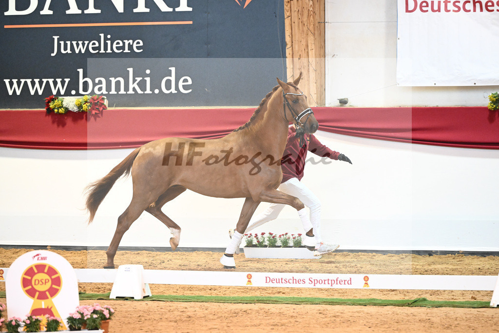 Kat-Nr. 52 Va Bene x Florestano_Kloessinger_43231792 | hf-fotografie - Realisiert mit Pictrs.com