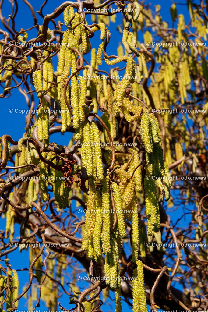Haselnuss_ Pollen_ Fruehling_ 05.03.2022-2 | 5.03.2022, Linz, AUT, Haselnuss, Haselstaude, Pollen, Allergie, Allergiker, im Bild Themenbild, Haselnuss, Haselstaude, Korkenzieherhaselnuss, Pollen, Allergie, Allergiker, Bluetezeit, Fruehling, Strauch