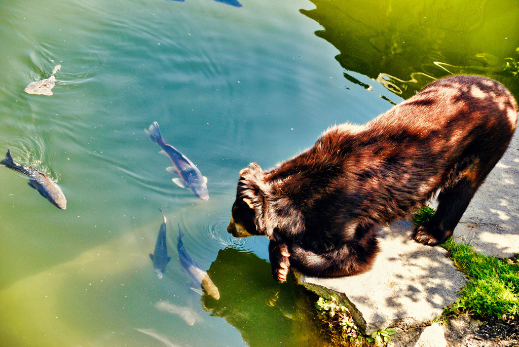 Tiere (2) | Tierfotografie / Haustierfotografie - Realisiert mit Pictrs.com