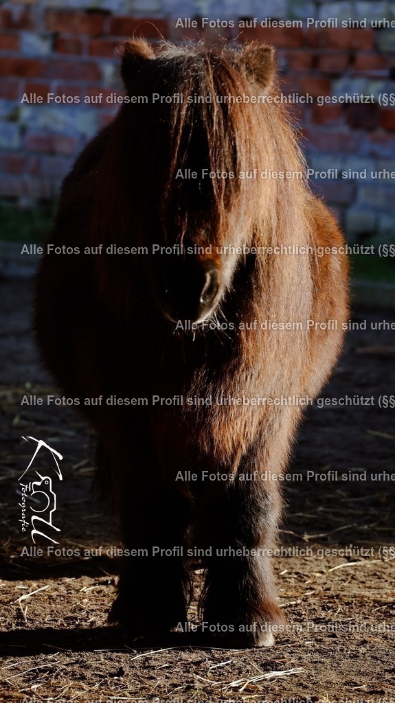 Photo_1733000617589 | krollfotografie - Realisiert mit Pictrs.com
