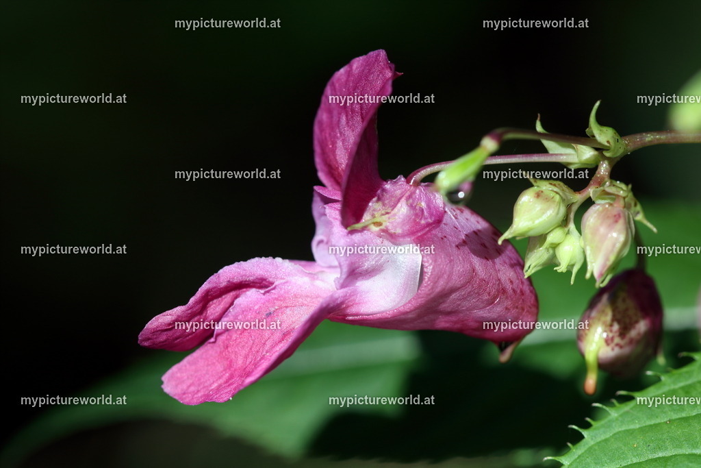 Drüsiges Springkraut-006 | Das Bilderarchiv über Tiere, Planzen und Landschaften. In der Bilddatenbank finden Sie ein große Auswahl an hochwertigen Bilder für Ihre Werbung - Realized with Pictrs.com