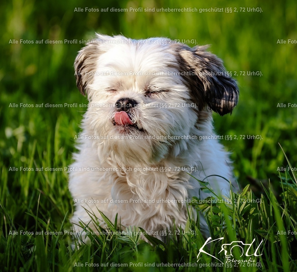 Photo_1745870925165 | krollfotografie - Realisiert mit Pictrs.com