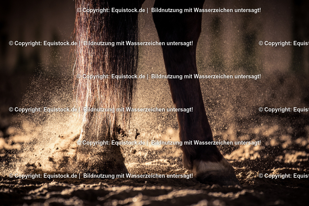20150105_PonyGegenlicht_0005 | equistock