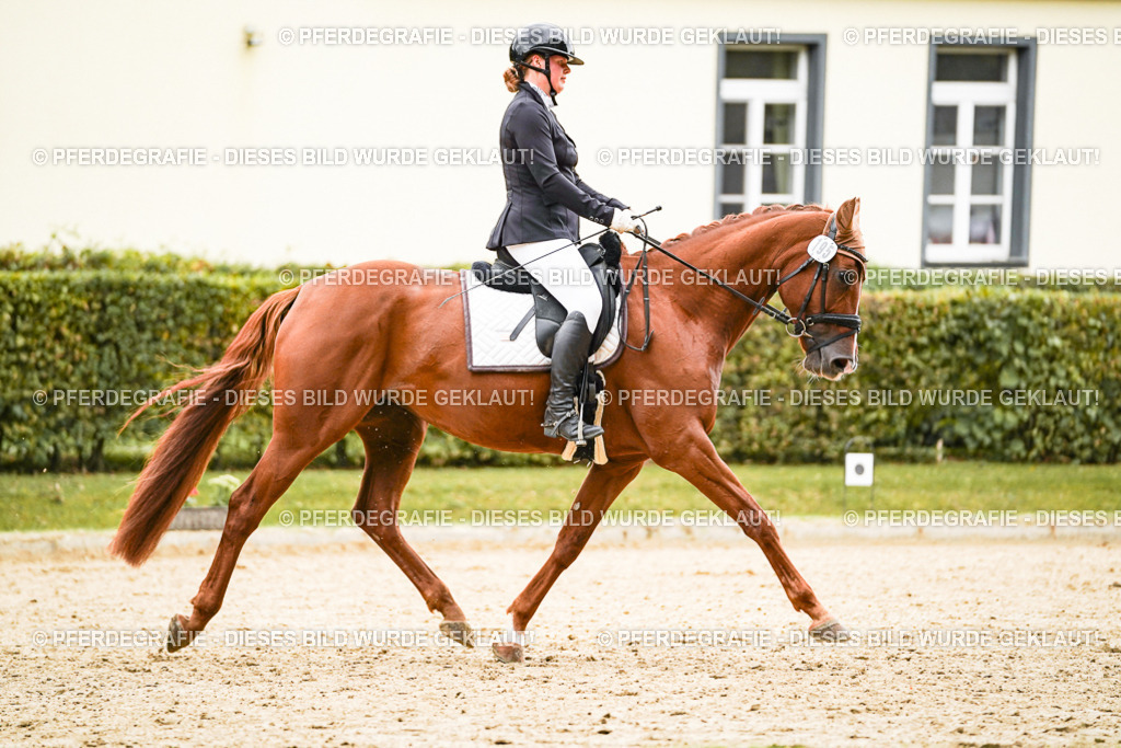 DSC08237 | Pferdegrafie