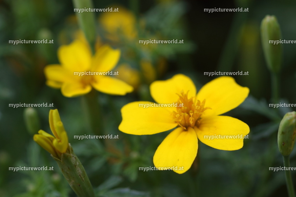 Schmalblättrige-Studentenblume-001 | Das Bilderarchiv über Tiere, Planzen und Landschaften. In der Bilddatenbank finden Sie ein große Auswahl an hochwertigen Bilder für Ihre Werbung - Realisiert mit Pictrs.com