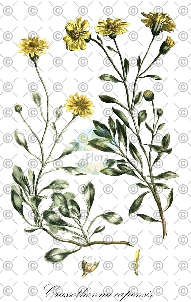 HistAbb_EMP_18116_SRC_Schlechtendal_FLORAD_SIMPLE | Historische Abbildung von Crassothonna capensis - Asteraceae | Historical Illustration of Crassothonna capensis - Asteraceae