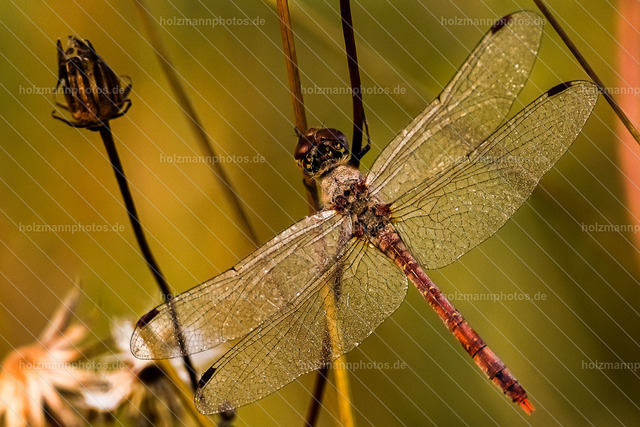 IMG_5975 | Fotograf Leipzig für Hochzeiten, Familienfeste & Porträts. Persönlich, ehrlich & echt – Emotion im Fokus. Jetzt Fotoshooting bei Holzmannphotos buchen!