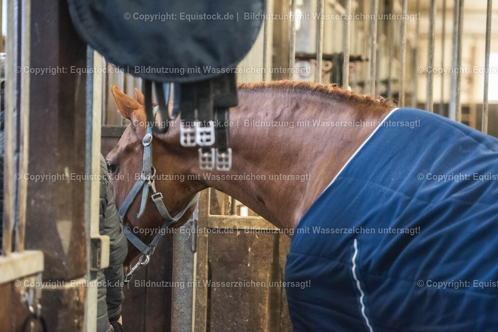 20240302_Hengstvorstellung_Marbach_TOMsPiC_0045 | equistock