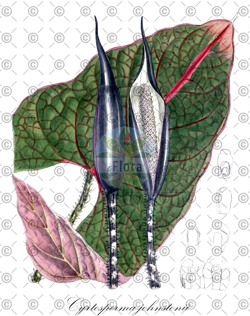 HistAbb_wfo-0000936256_1_ENZY_Simple | Historische Abbildung von Cyrtosperma johnstonii - Araceae | Historical Illustration of Cyrtosperma johnstonii - Araceae