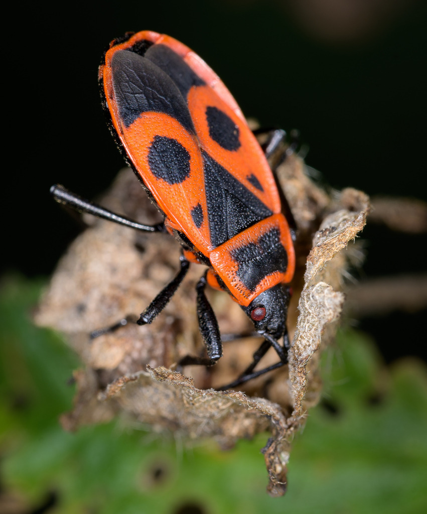 2023-208 | Feuerwanzen sind durch ihre auffällig rot-schwarze Färbung nicht zu übersehen. Trotz ihrer grellen Färbung, die häufig mit Gefahr assoziiert wird, ist die Gemeine Feuerwanze (Pyrrhocoris apterus) vollkommen unschädlich, sowohl für Menschen als auch für Nutz- und Zierpflanzen. - Realisiert mit Pictrs.com