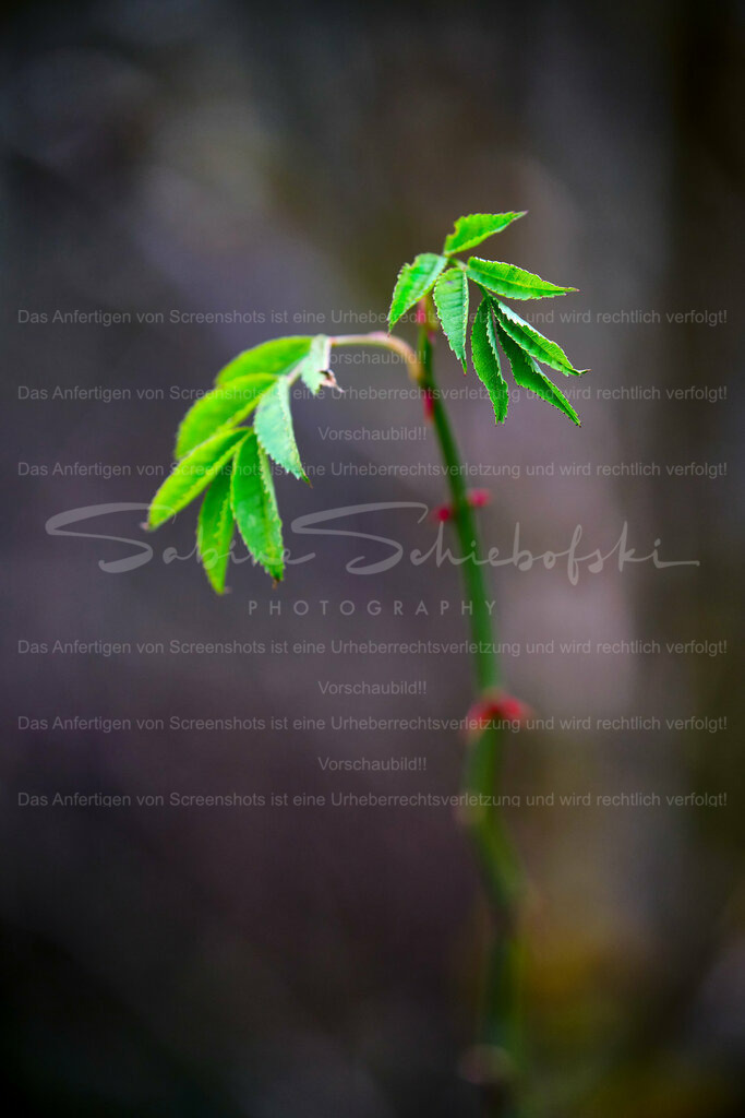 Wandbild Erstes Grün im Frühling | People- und Tierfotografie, Imageaufnahmen, Veranstaltungsfotografie und Wandbilder aus der Natur ★ Made in Germany ✔️ Druck + Downloads ✔️ Naturfotografie in Top Qualität ★ schneller Versand, weltweite Lieferung! - Realisiert mit Pictrs.com